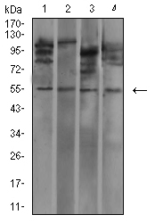 1 - Mouse Monoclonal Antibody to IghA1 AO2405a