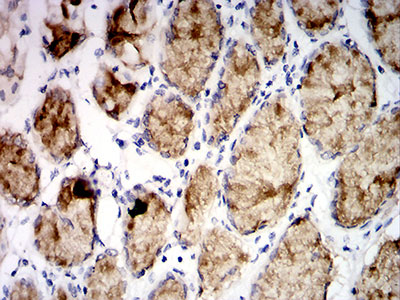 2 - Mouse Monoclonal Antibody to MUC5AC AO2434a