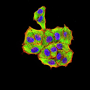 8 - Mouse Monoclonal Antibody to VP2 AO2440a