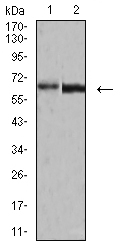 1 - Mouse Monoclonal Antibody to VP2 AO2440a