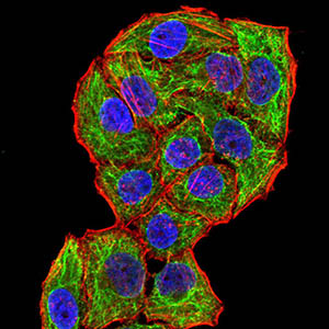 8 - Mouse Monoclonal Antibody to CPV-VP2 AO2447a