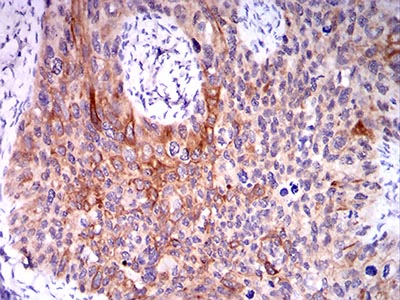 2 - Mouse Monoclonal Antibody to CPV-VP2 AO2447a