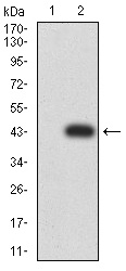 1 - Mouse Monoclonal Antibody to CPV-VP2 AO2447a