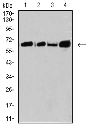 1 - Mouse Monoclonal Antibody to CPV-VP2 AO2447a