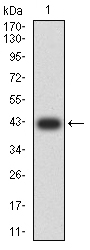 1 - Mouse Monoclonal Antibody to AFAP1L2 AO2450a