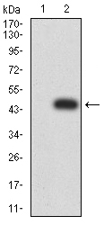 1 - Mouse Monoclonal Antibody to AFAP1L2 AO2450a