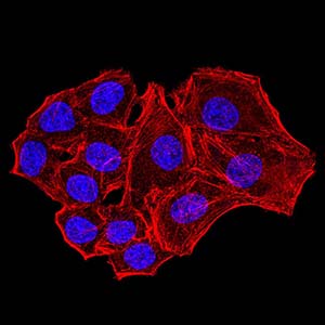 8 - Mouse Monoclonal Antibody to NS1 AO2470a