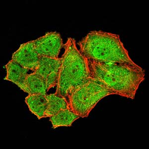 8 - Mouse Monoclonal Antibody to NS1 AO2470a