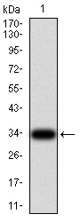 1 - Mouse Monoclonal Antibody to NS1 AO2471a