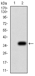 1 - Mouse Monoclonal Antibody to NS1 AO2471a