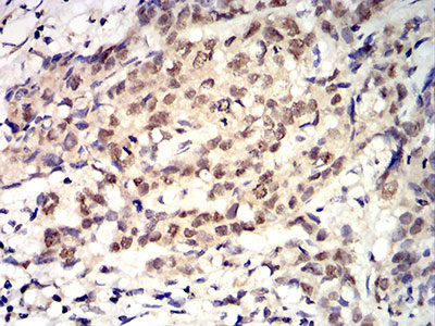 2 - Mouse Monoclonal Antibody to ROP1 AO2472a