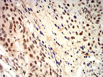 2 - Mouse Monoclonal Antibody to ROP1 AO2472a