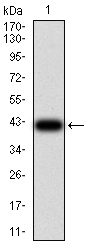 1 - Mouse Monoclonal Antibody to ROP1 AO2472a