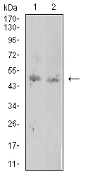 1 - Mouse Monoclonal Antibody to ROP1 AO2472a