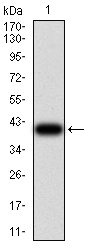 1 - Mouse Monoclonal Antibody to SAG2 AO2475a