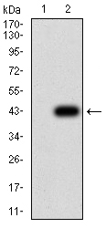 1 - Mouse Monoclonal Antibody to SAG2 AO2475a