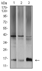 1 - Mouse Monoclonal Antibody to SAG2 AO2475a