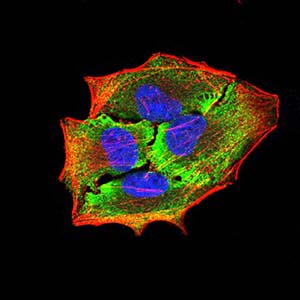 8 - Mouse Monoclonal Antibody to APBA2 AO2486a