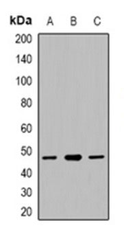 1 - Anti-CACNG5 Antibody ABV11924