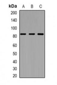 1 - Anti-ZNF600 Antibody ABV11925