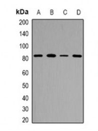1 - Anti-ZNF839 Antibody ABV11928