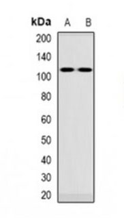 1 - Anti-VPS54 Antibody ABV11931