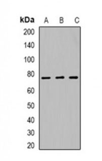 1 - Anti-SETMAR Antibody ABV11932