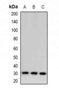 1 - Anti-TSSK6 Antibody ABV11933