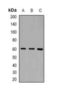 1 - Anti-LILRB5 Antibody ABV11935