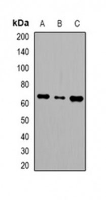 1 - Anti-LINGO2 Antibody ABV11936