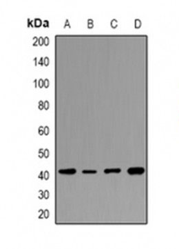 1 - Anti-HAPLN4 Antibody ABV11937