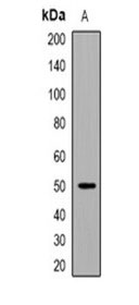 1 - Anti-EEF1A Antibody ABV11938
