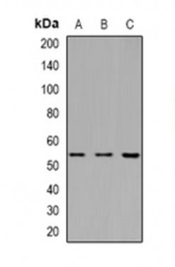 1 - Anti-Ku70 Antibody ABV11941