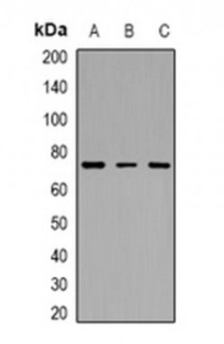 1 - Anti- c-Myb Antibody ABV11943