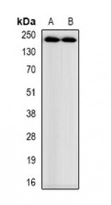 1 - Anti- Myosin-pan Antibody ABV11944
