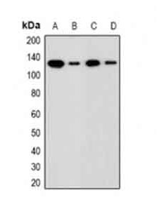 1 - Anti-ADNP Antibody ABV11957