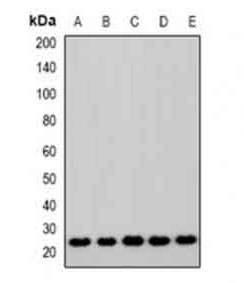 1 - Anti-ASF1A Antibody ABV11958
