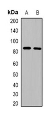 1 - Anti-ZNF541 Antibody ABV11959