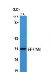 1 - Anti-EP-CAM Antibody ABV11974