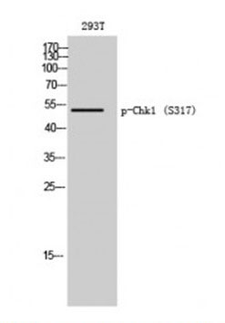 1 - Phospho-Chk1 (Ser317) Antibody ABV11994