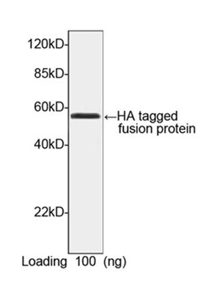 4 - Anti-HA Tag (Biotin) Antibody ABV12013
