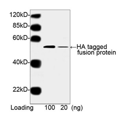 1 - Anti-HA Tag (HRP) Antibody ABV12014