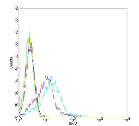 4 - Anti-BrdU Antibody ABV12015