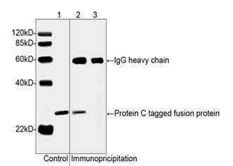 1 - Anti-Protein C Tag Antibody ABV12018