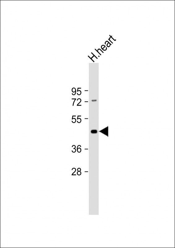 1 - Myostatin (GDF8) Antibody (N-term) AP2068A