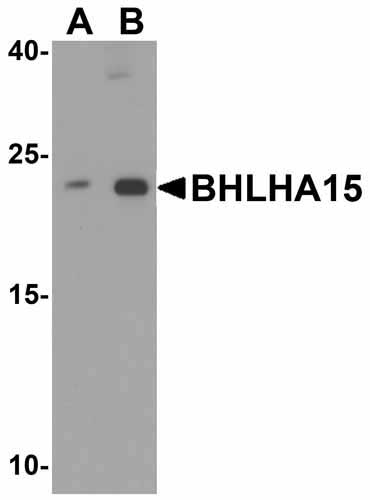 1 - BHLHA15 Antibody ASC12032