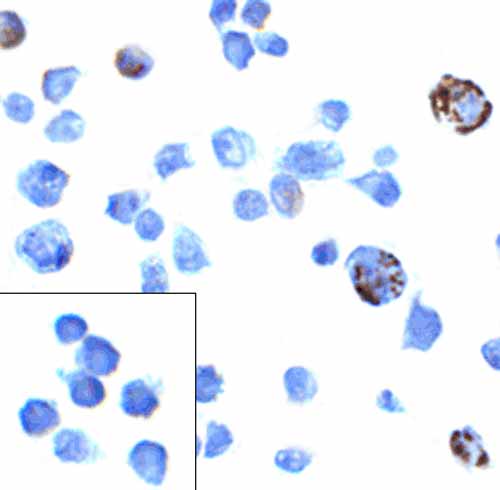 8 - PD-1 Antibody [8A4] ASC12037