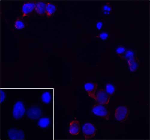 3 - PD-1 Antibody [8A4] ASC12037