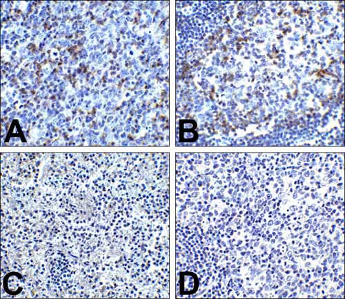 2 - PD-1 Antibody [8A4] ASC12037