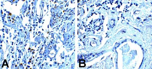 2 - PD-1 Antibody [8A4] ASC12037